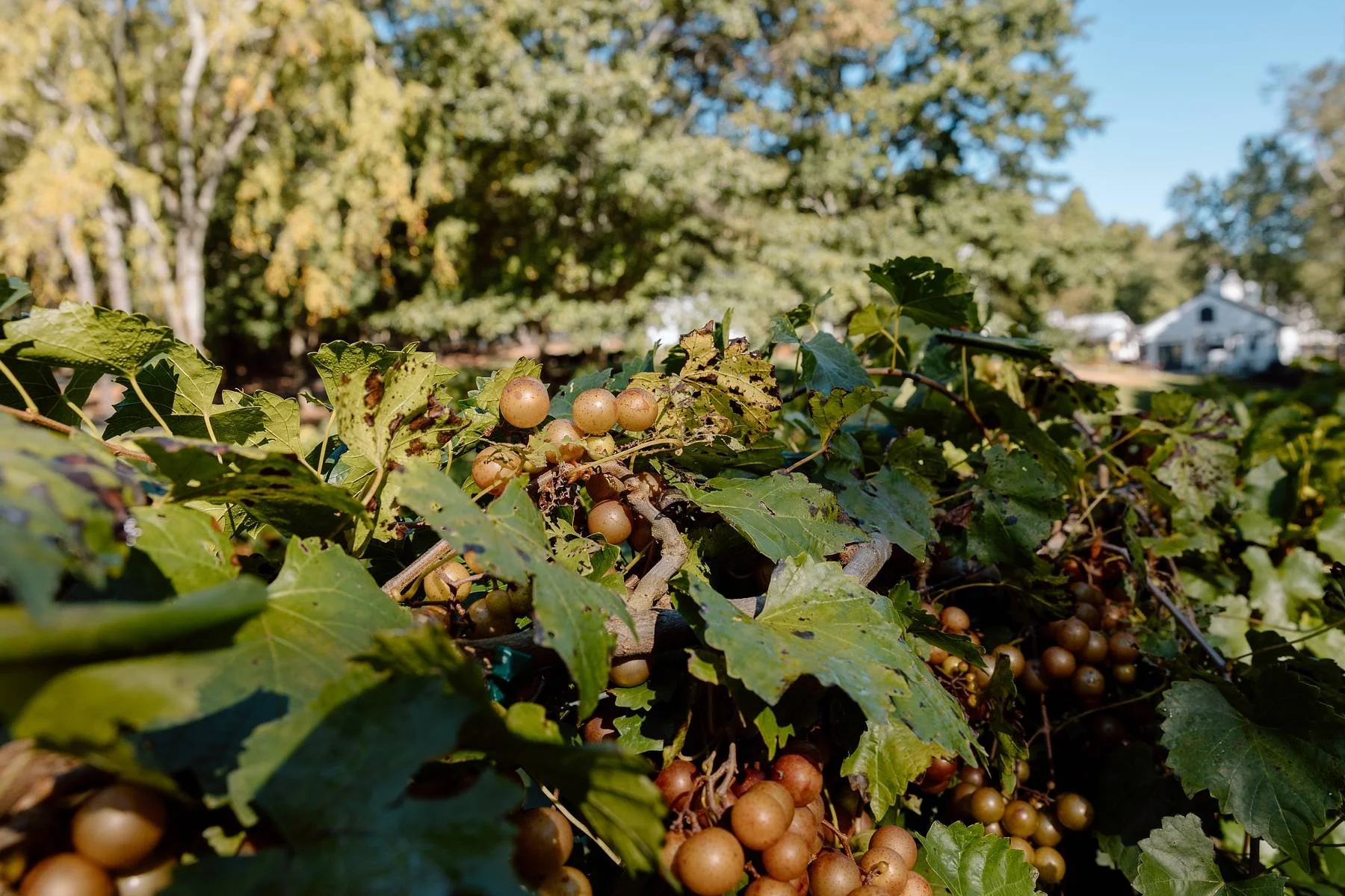Muscadine grapes ripening on the vine at Stoney J’s
