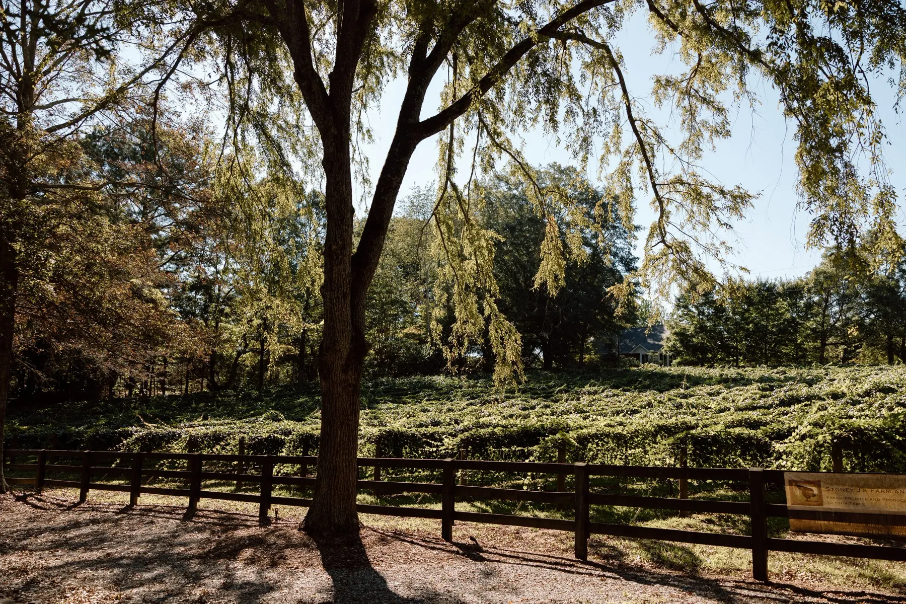 Autumn light through the trees along the vineyard fence